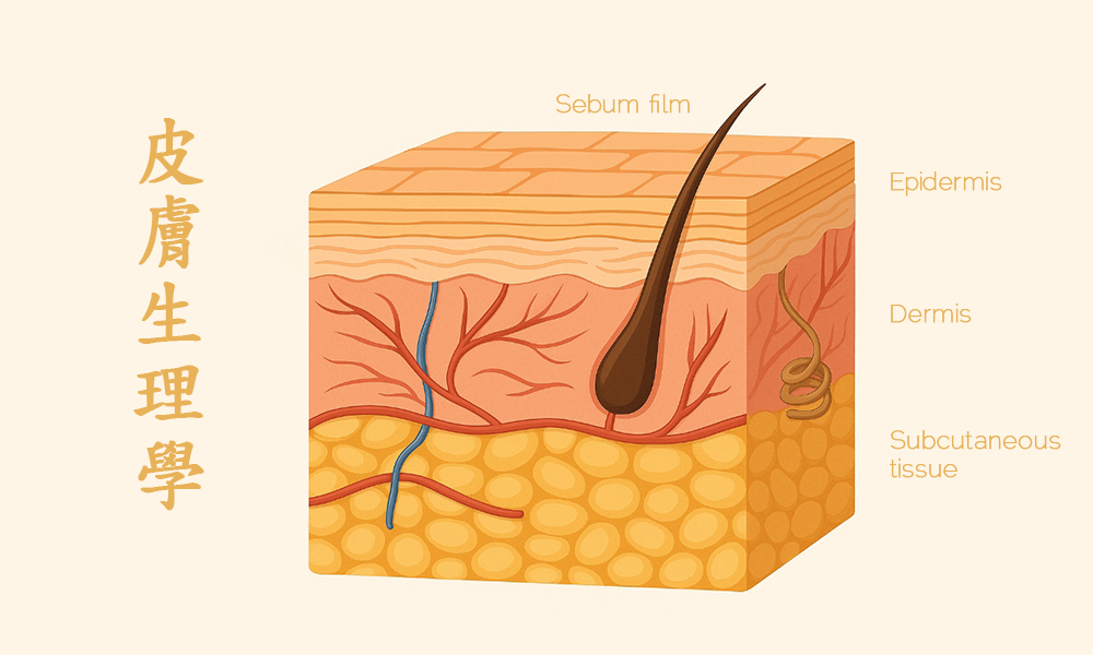 皮膚生理學